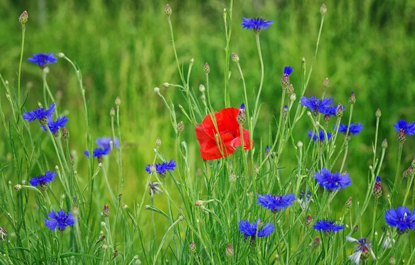 Фото обои поле, трава, цветы, мак, луг, васильки