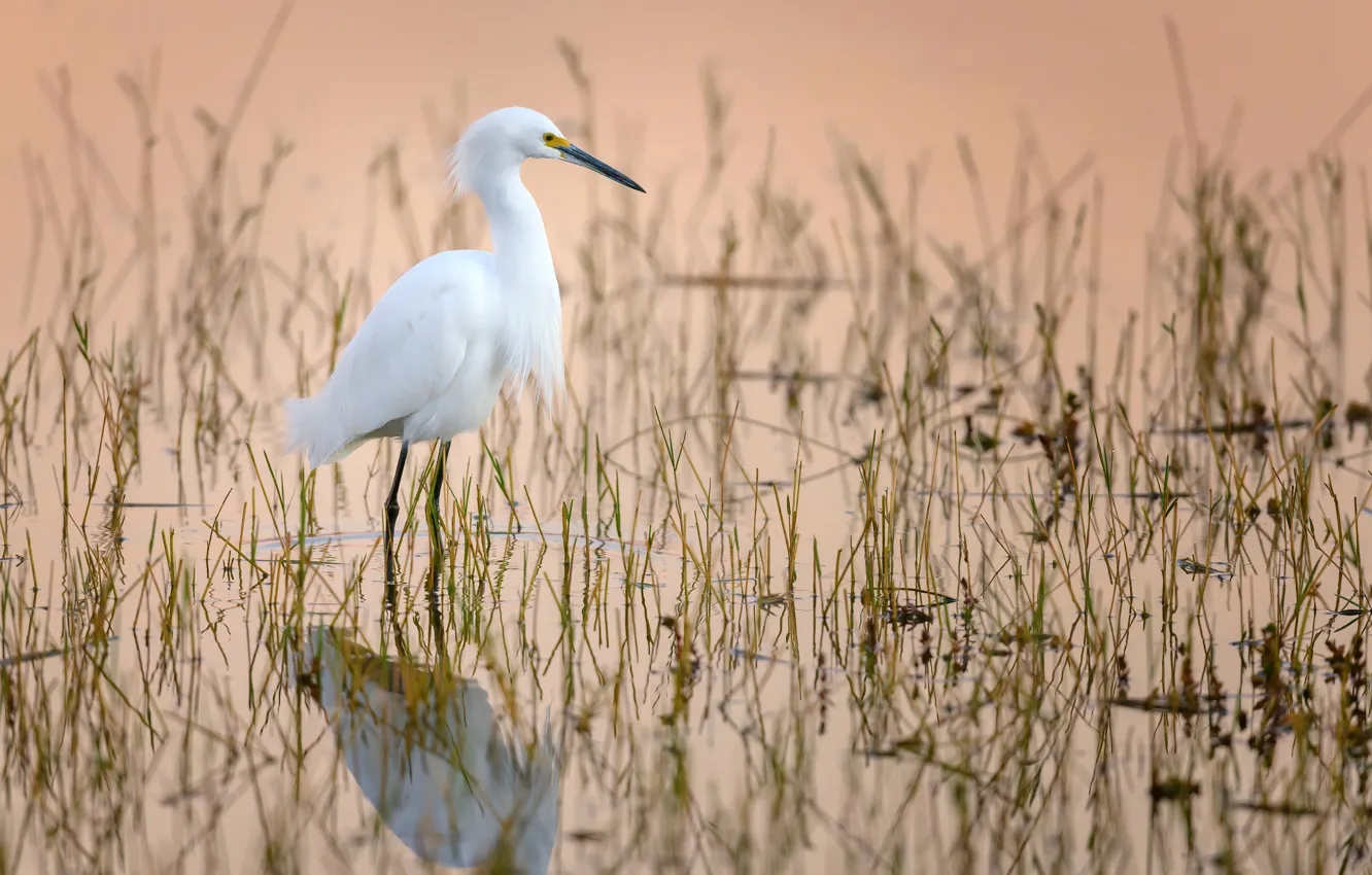 Фото обои вода, птица, клюв, белая американская цапля