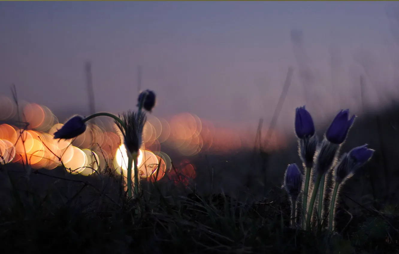 Фото обои свет, цветы, ночь, природа