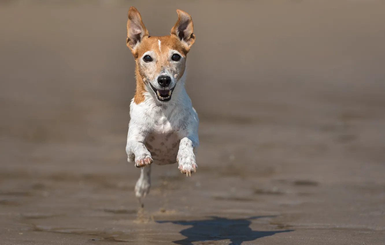 Фото обои настроение, собака, бег, полёт, Джек-рассел-терьер