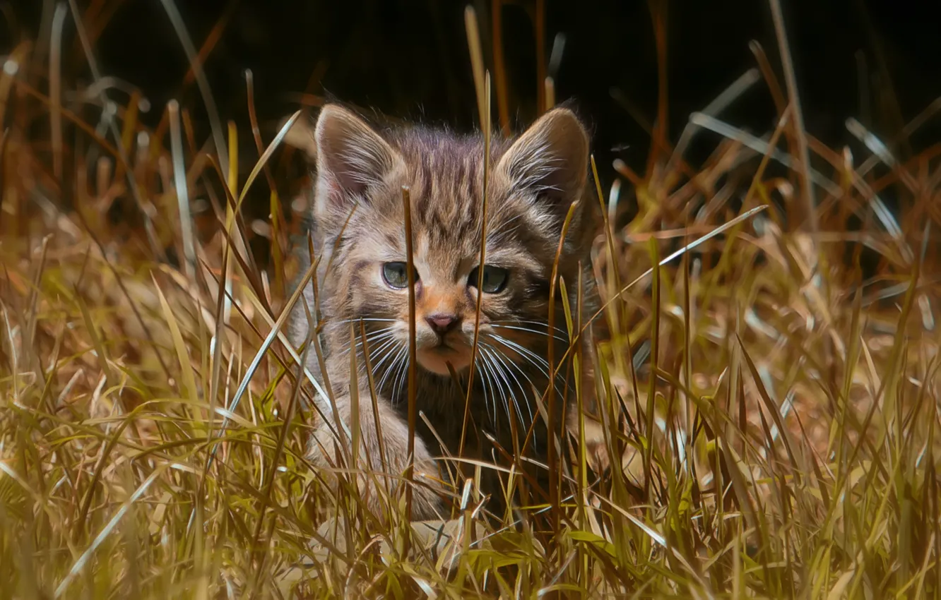 Фото обои трава, прогулка, котёнок, дикая кошка, лесная кошка