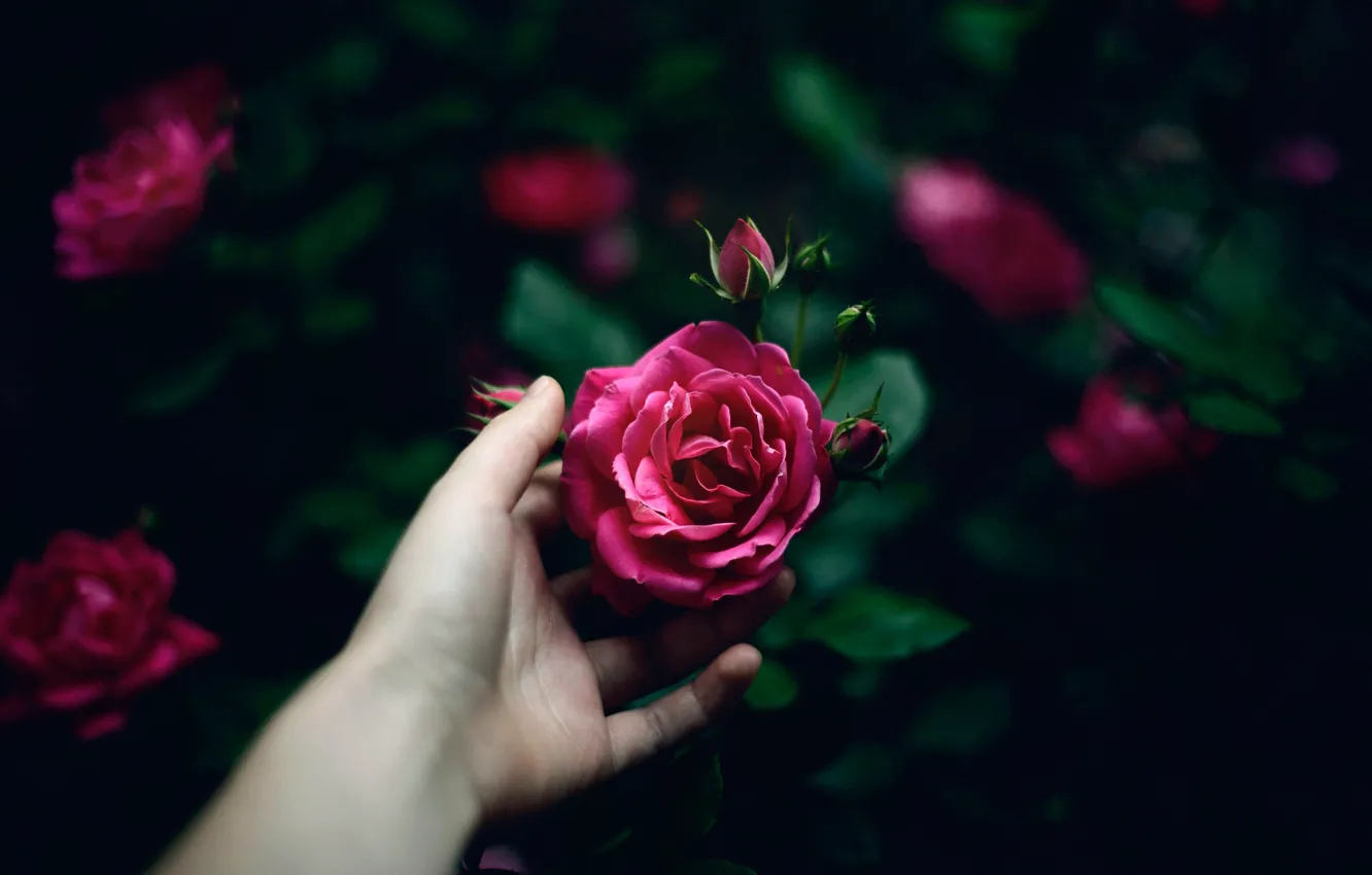 Фото обои роза, рука, бутон, Little Rose