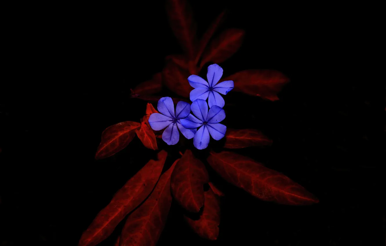 Фото обои flowers, leaves, pomegranate, plumbago