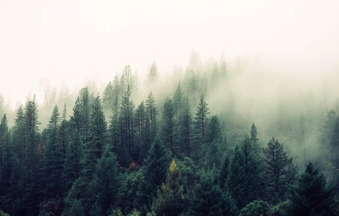 Фото обои лес, туман, Природа, красота, сосны, ёлки