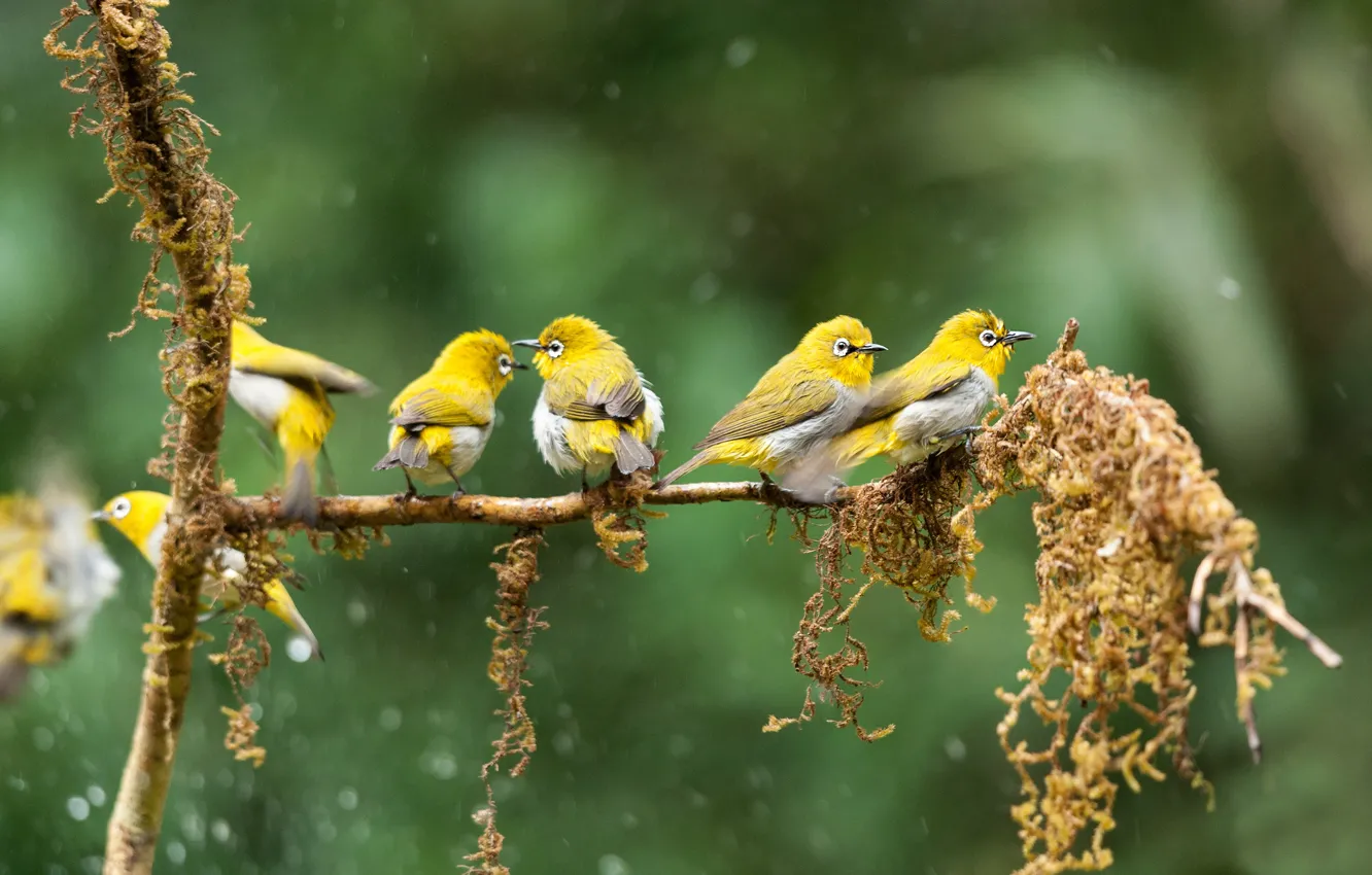 Включи желтую ветку. Птица Yellow Rumped Warbler. Японская белоглазка. Птенец японской белоглазки. Желтая птичка на мхе