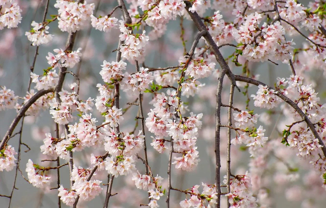 Фото обои ветки, вишня, нежность, весна, сакура