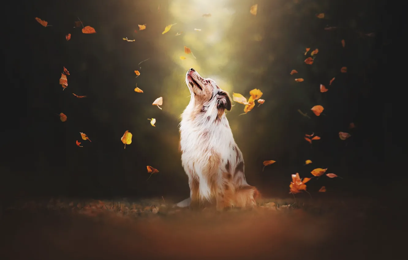 Фото обои листья, собака, боке, Австралийская овчарка, Аусси