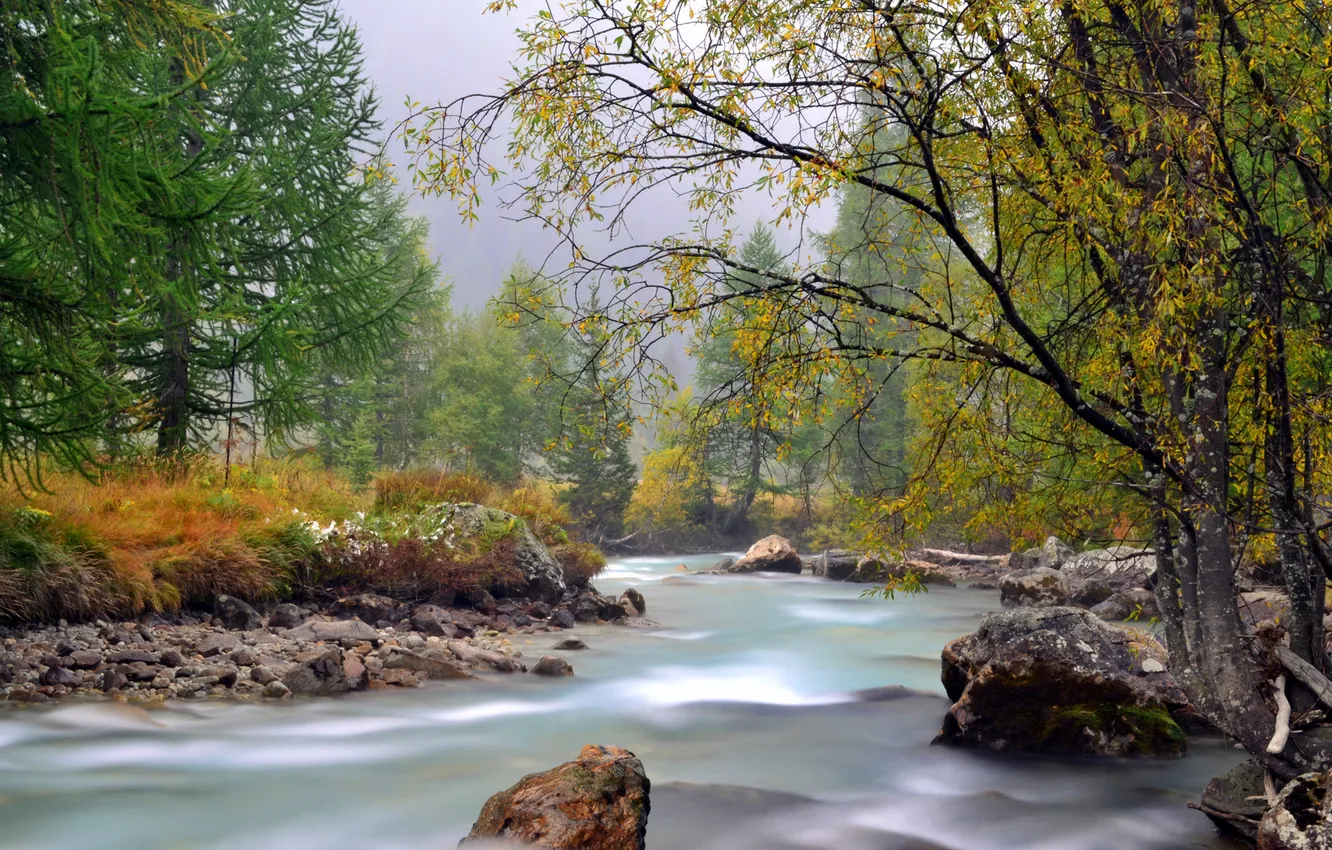 Фото обои осень, лес, природа, река, поток