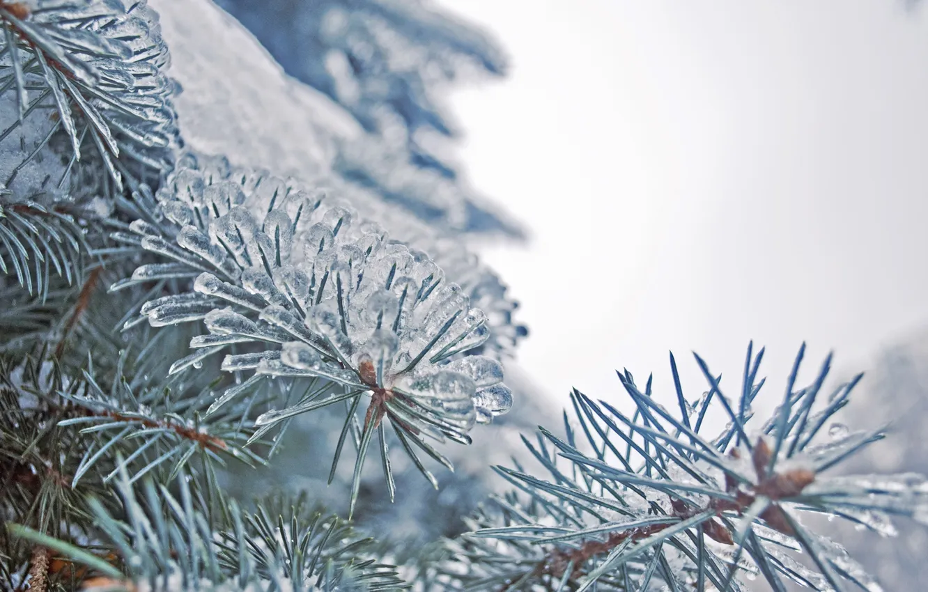 Фото обои зима, елки, сосульки, замороженная природа