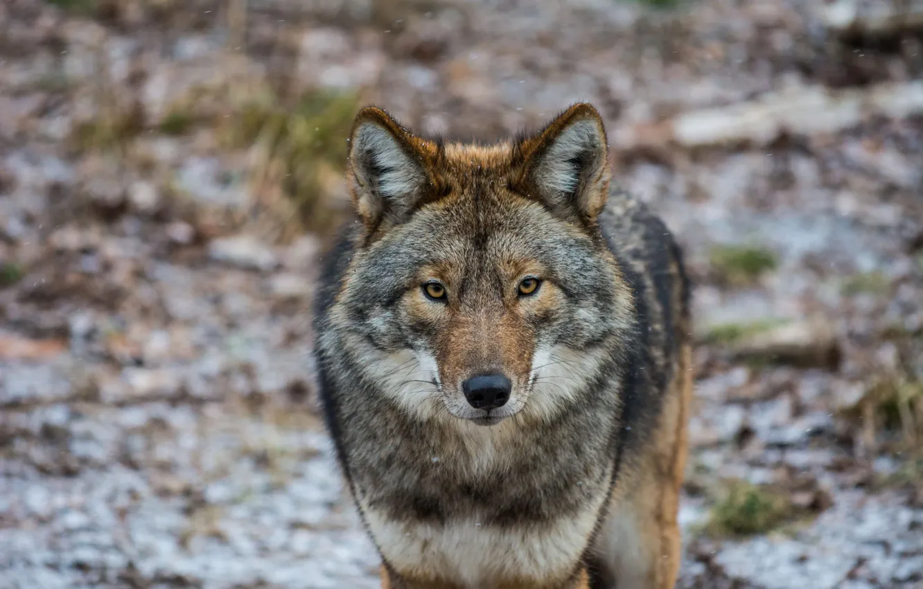 Фото обои взгляд, Coyote, американский волк