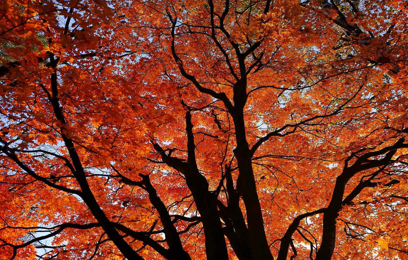 Фото обои листья, деревья, ветки, вид, красные, ракурс, кроны, кленовые