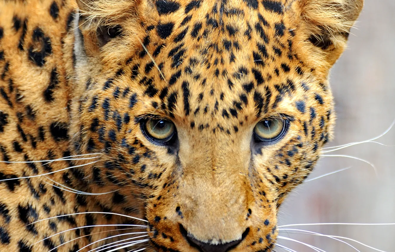 Фото обои усы, взгляд, морда, хищник, леопард, окрас