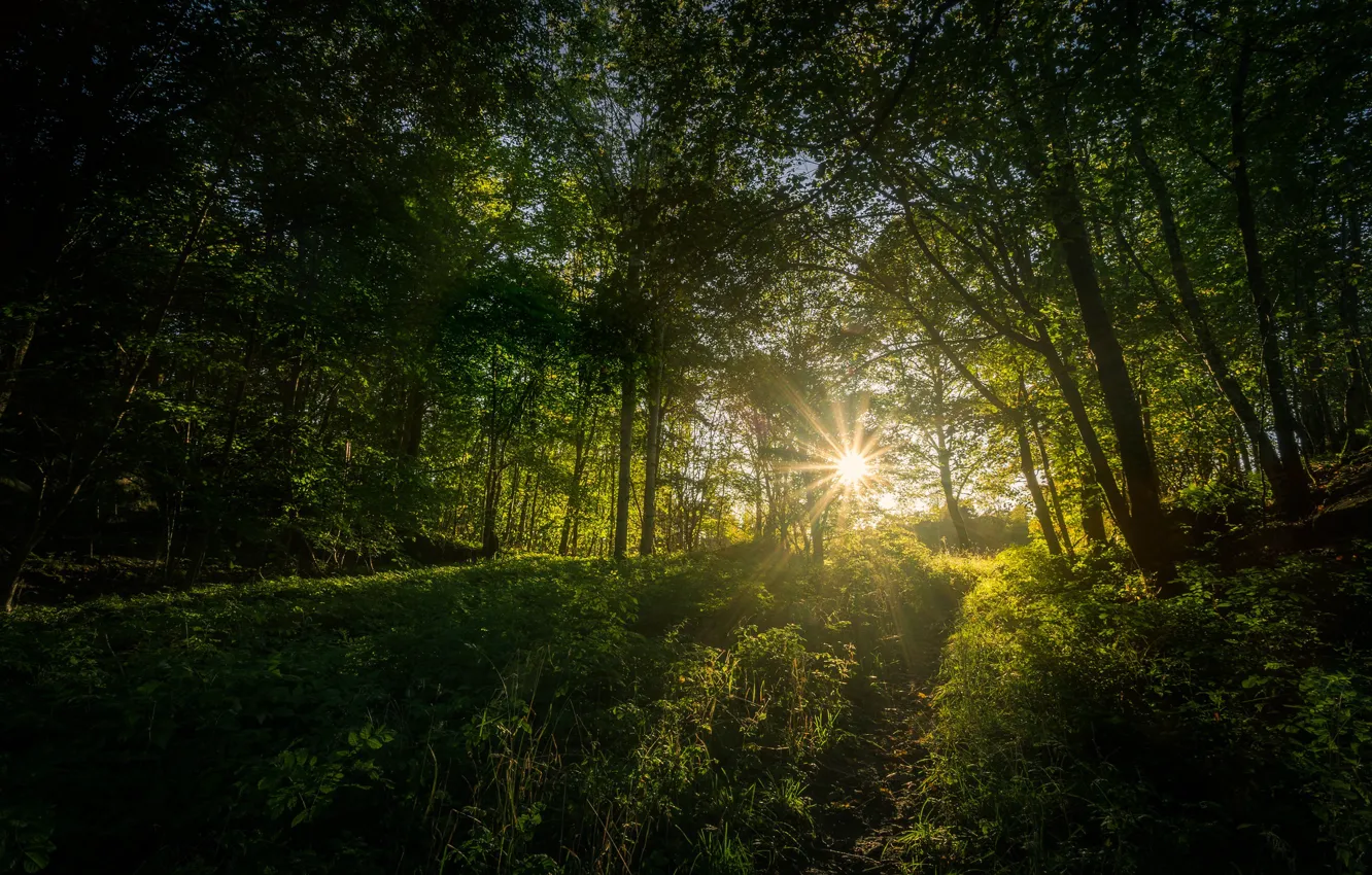 Фото обои лес, трава, деревья, лучи солнца