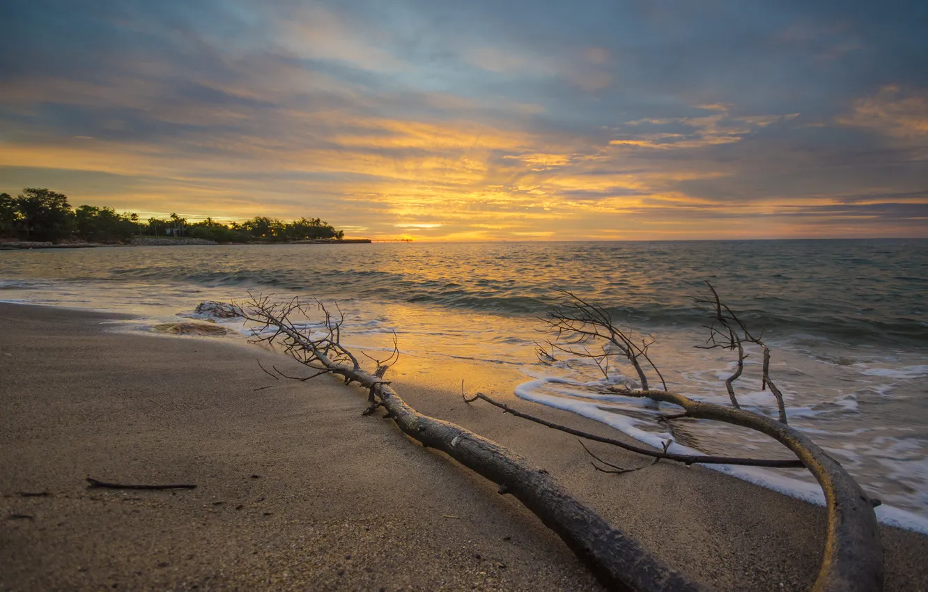 Фото обои beach, ocean, sunset, water, tree, sand, branch
