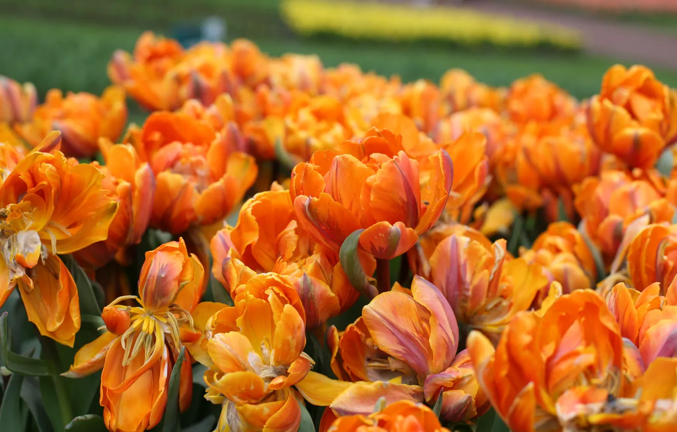 Фото обои Природа, Парк, Оранжевые тюльпаны