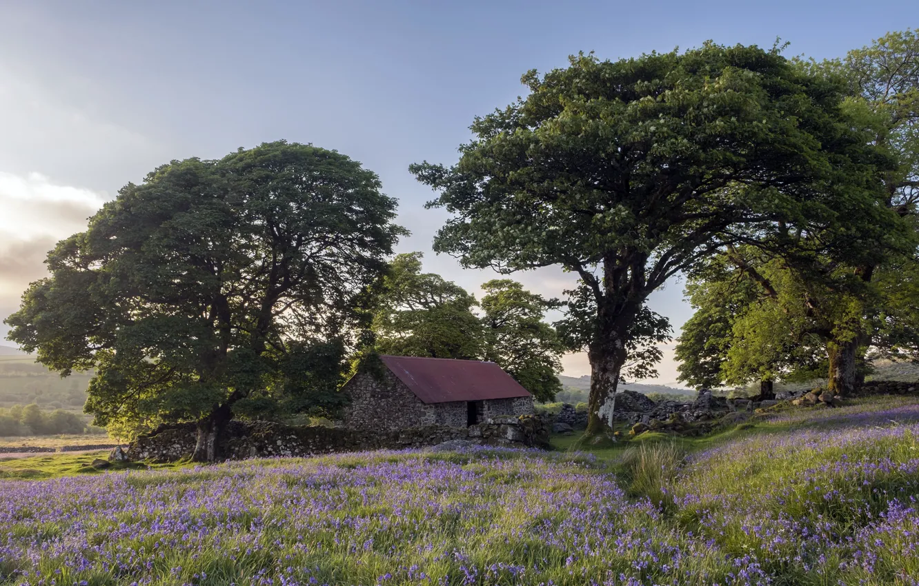 Фото обои поле, цветы, дома