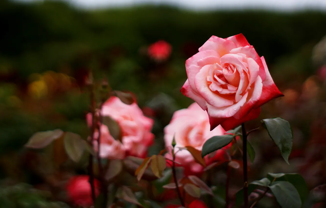 Фото обои листья, цветы, ветки, темный фон, роза, розы, сад, красные