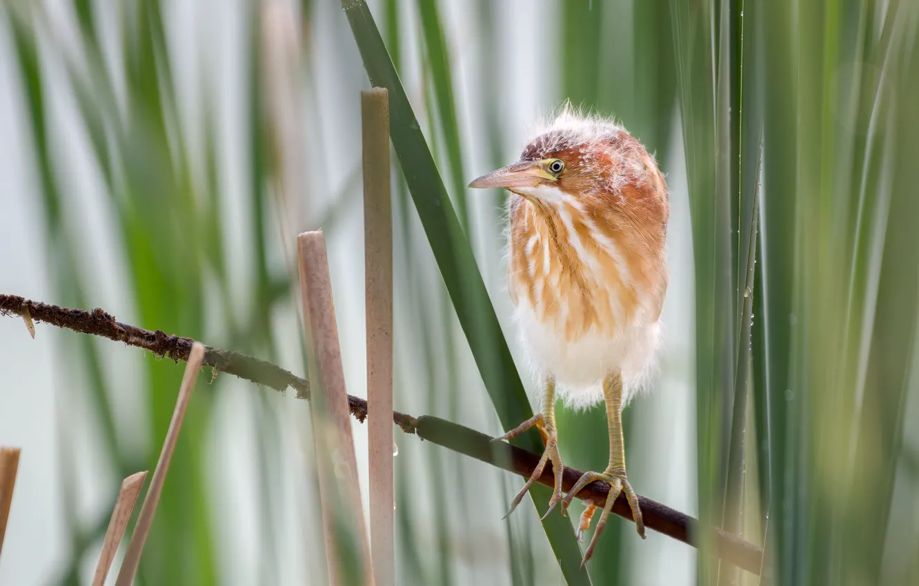 Фото обои листья, птица, малыш, птенцы, цапля