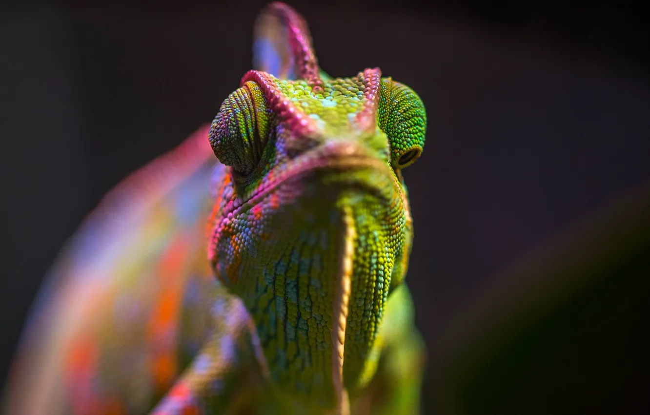Фото обои Цвет, Ящерица, Хамелеон, Голова, Рептилия, Head, Reptile, Animals