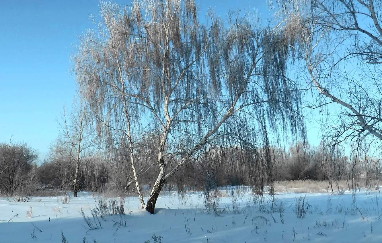 Фото обои forest, Winter, snow, birch, frost, Siberia