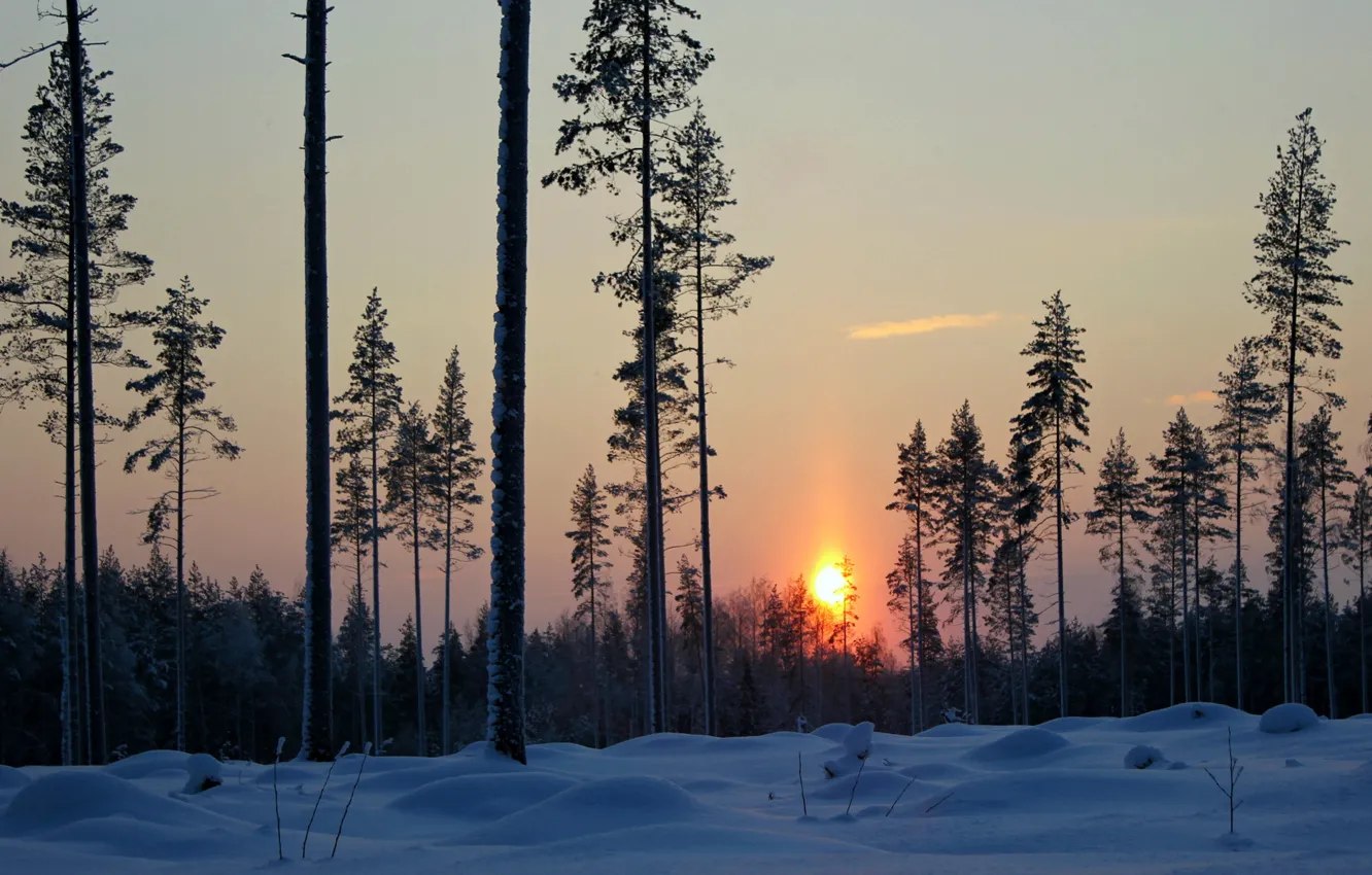 Фото обои зима, лес, снег, деревья, закат, вечер