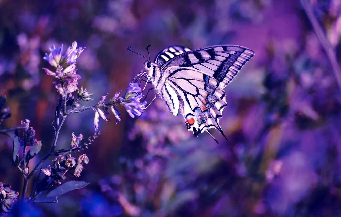 Фото обои цветок, фиолетовый, макро, цветы, сиреневый, бабочка, цвет, растения