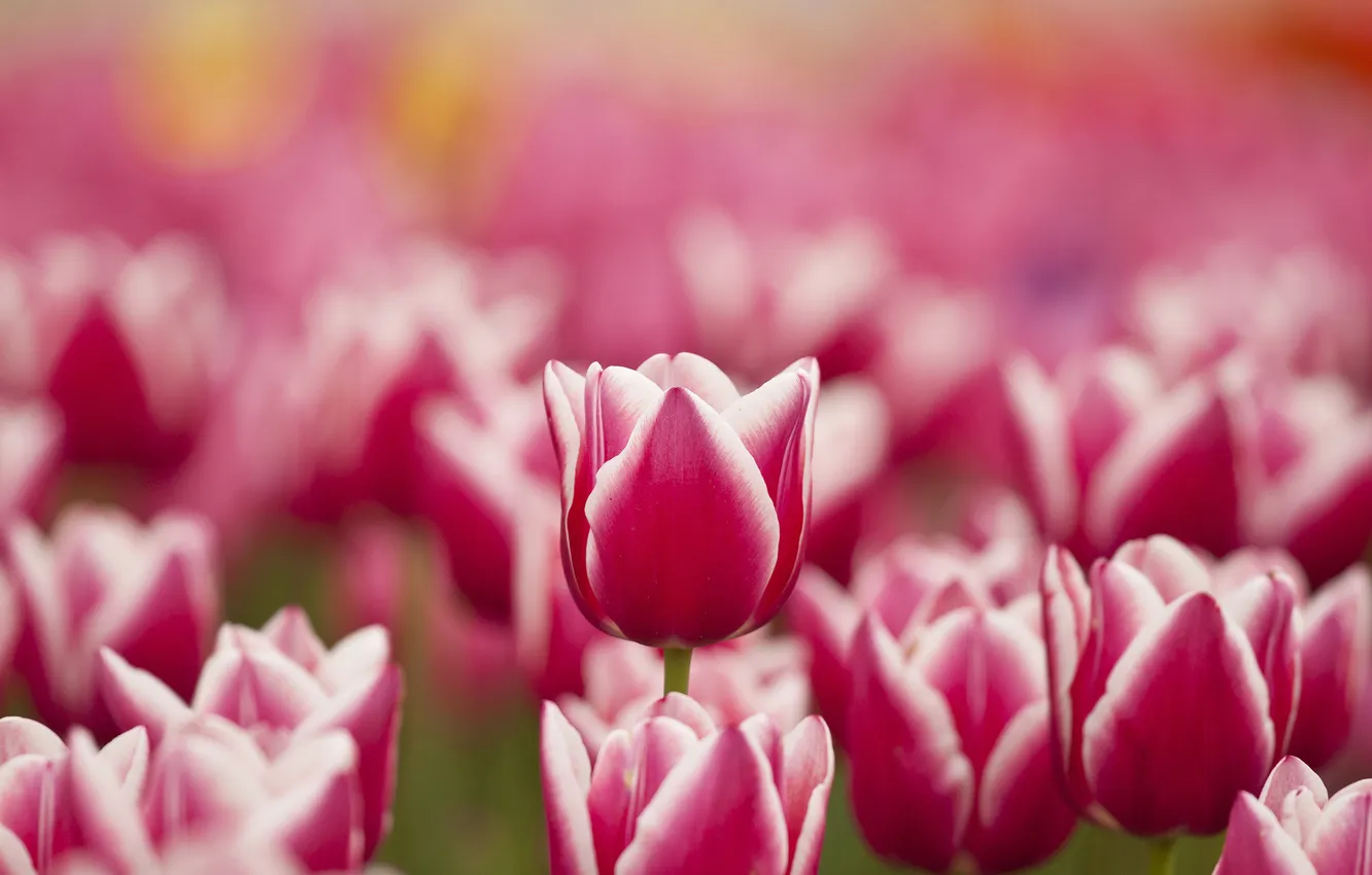 Фото обои цветы, весна, тюльпаны, розовые, белые