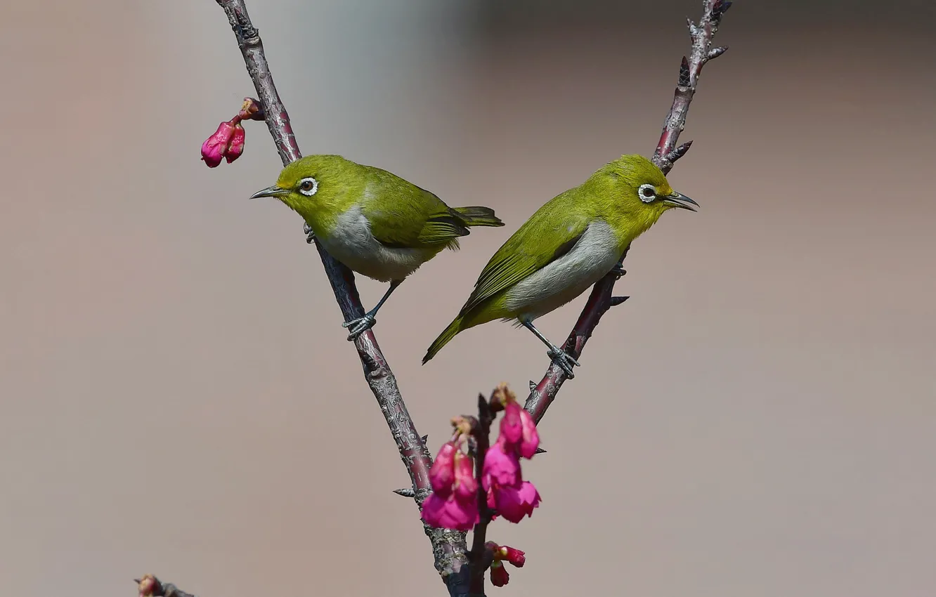 Фото обои birds, branches, buds
