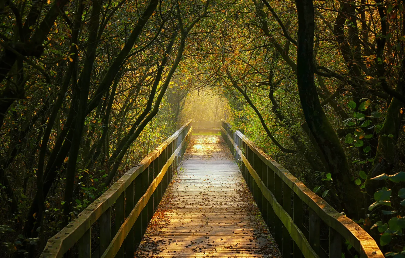 Фото обои осень, деревья, Германия, туннель, мостик