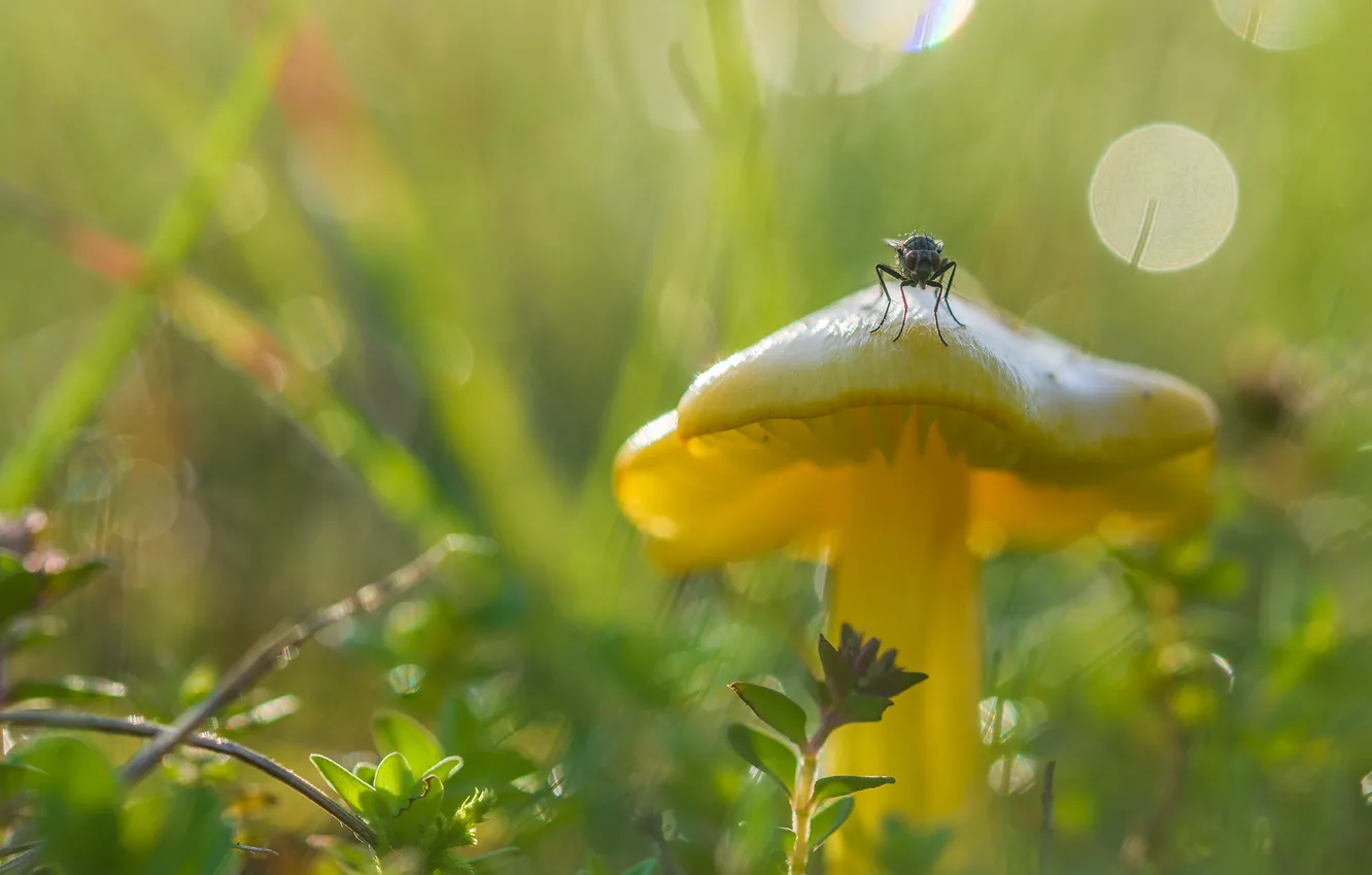Зелени грибы. Гриб с насекомыми на зелёной травеподмигивает и улыбается. Муха света.