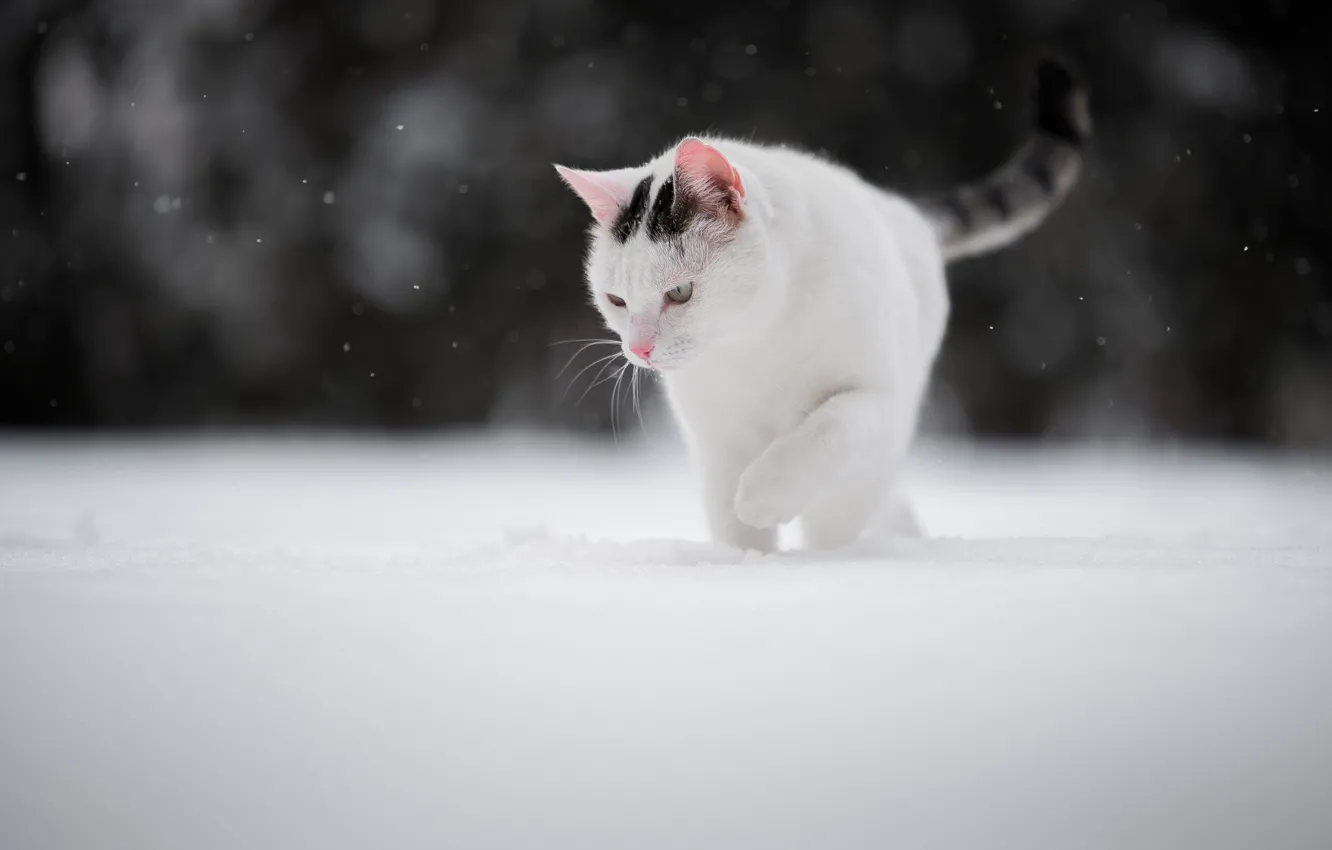 Фото обои зима, кошка, снег, котейка