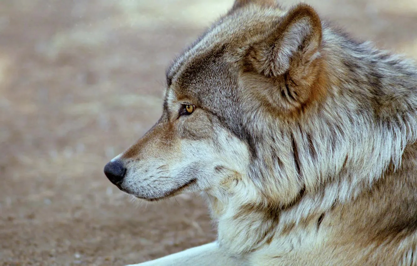 Фото обои nature, face, animal, wolf, wildlife, head, fur, mammal