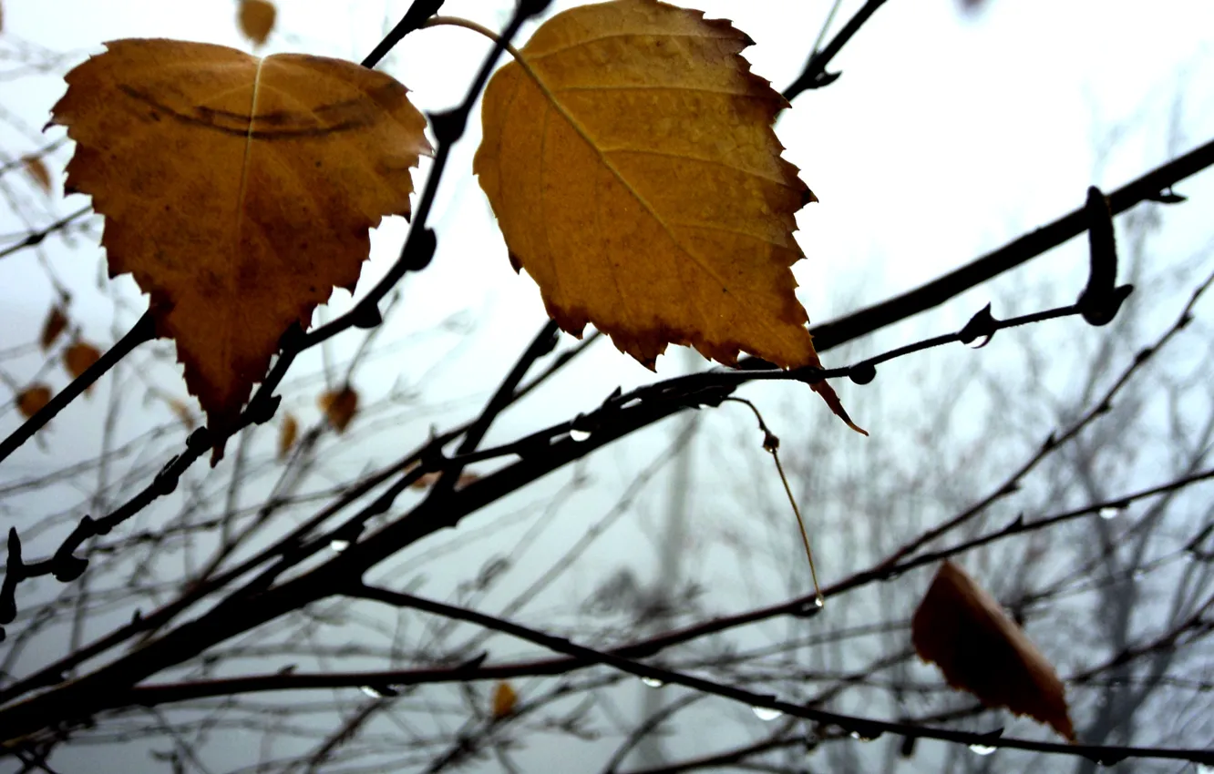 Фото обои туман, листок, Осень, береза