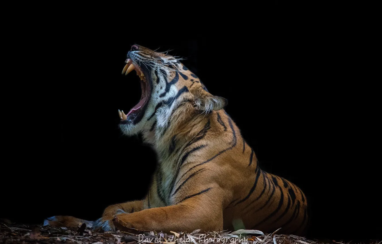 Фото обои тигр, фон, пасть