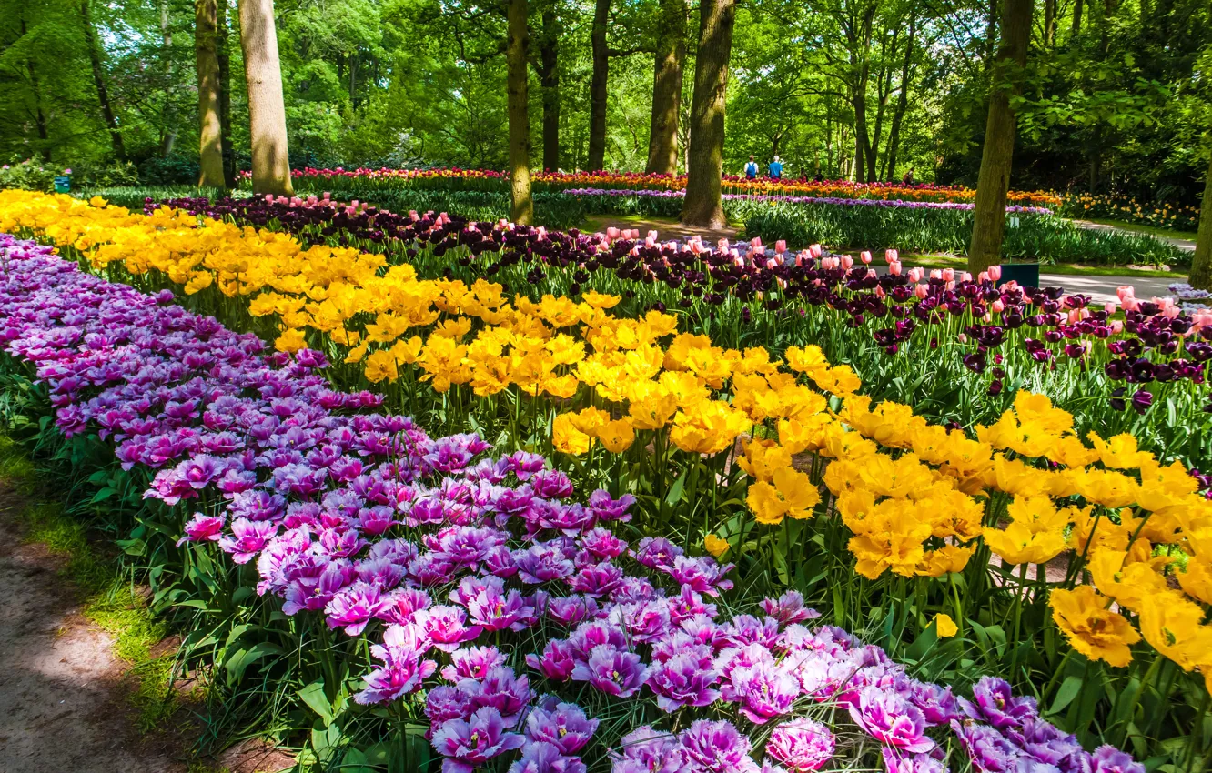 Фото обои цветы, парк, весна, желтые, сад, тюльпаны, клумба, много