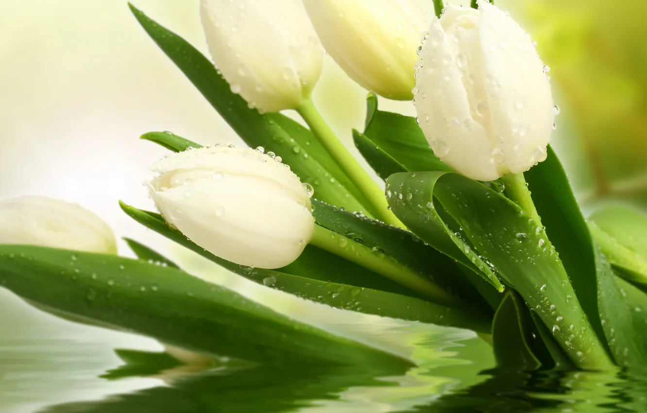 Фото обои белый, капли, цветы, фото, тюльпаны