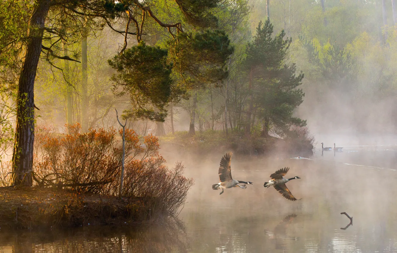 Фото обои лес, вода, свет, деревья, природа, туман, река, утки