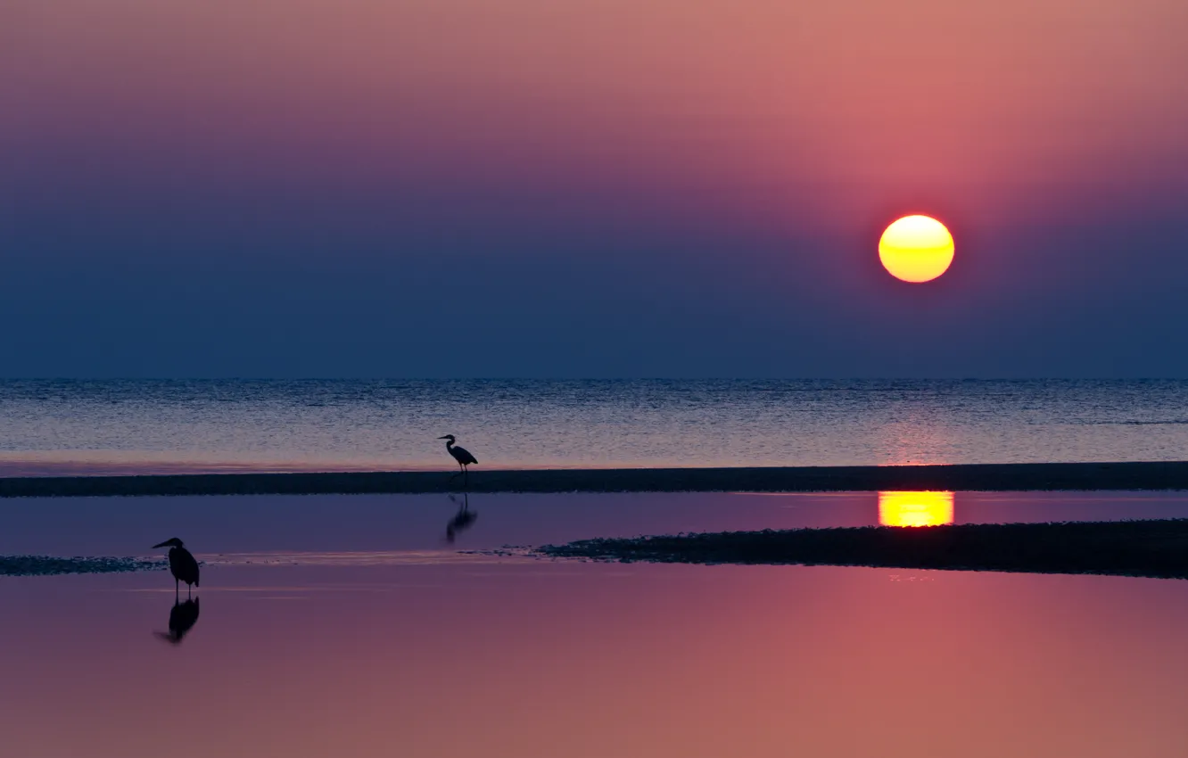 Фото обои море, небо, вода, солнце, закат, птицы, яркий, отражение