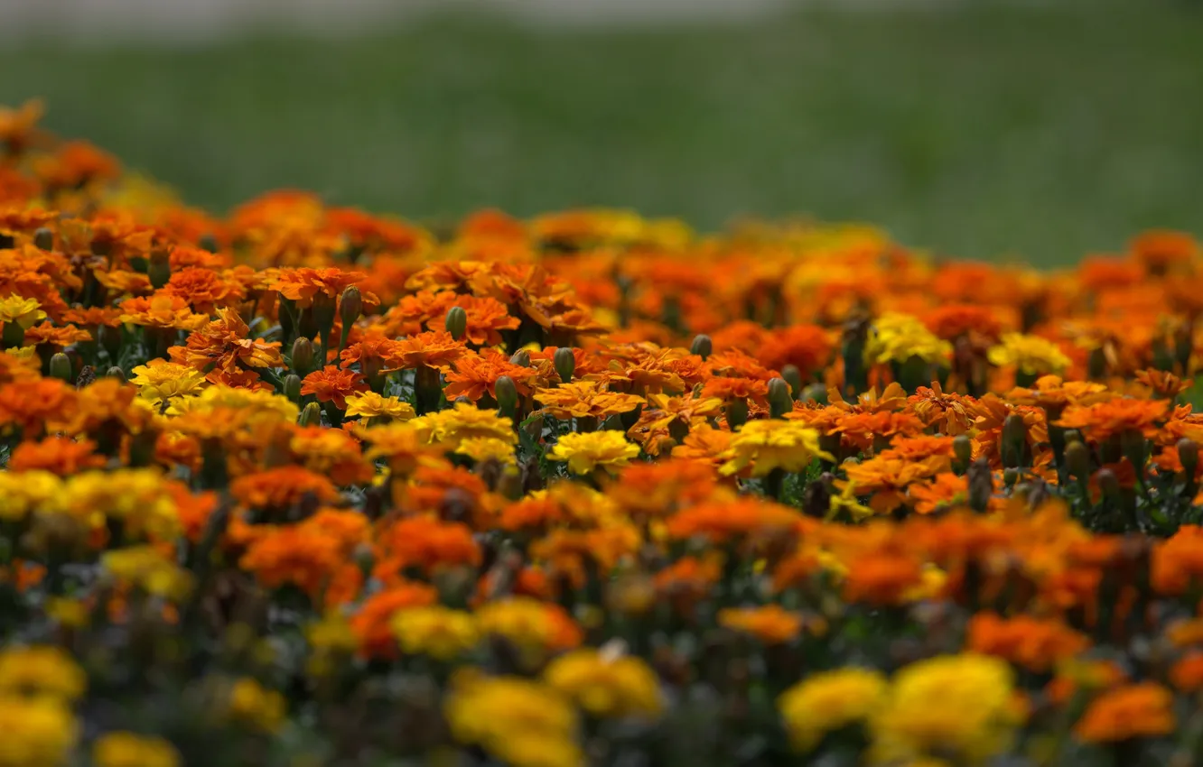 Фото обои желтые, оранжевые, цветение, yellow, orange, кустики, Marigold, Бархатцы