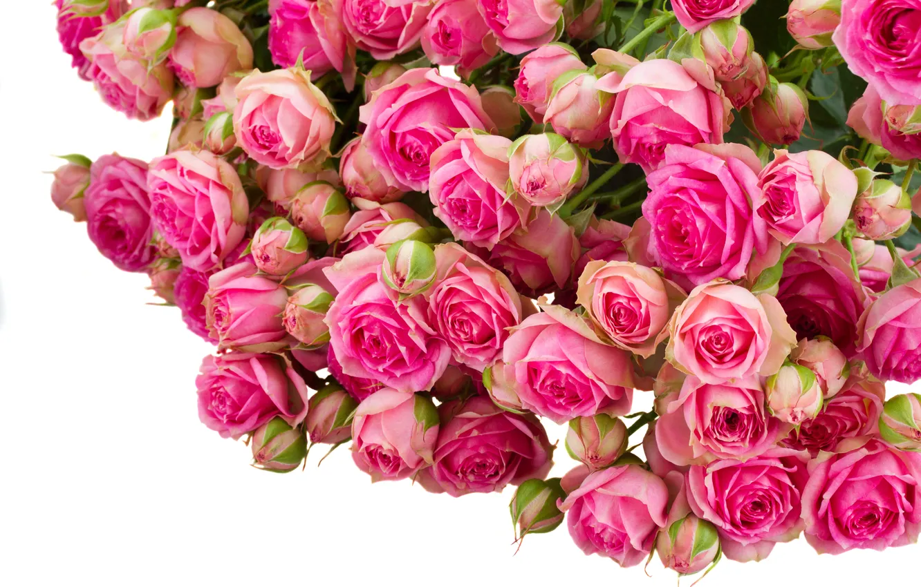 Фото обои цветы, розы, бутоны, цветение