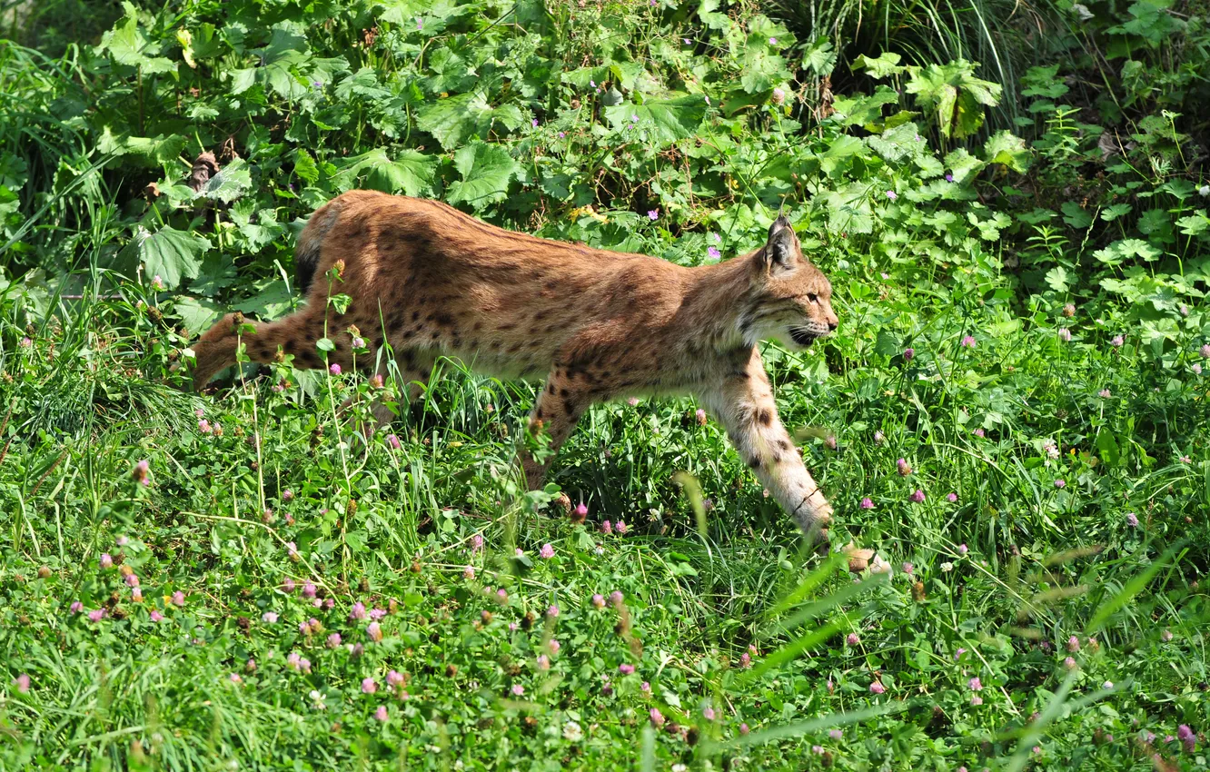 Фото обои кошка, трава, клевер, профиль, рысь