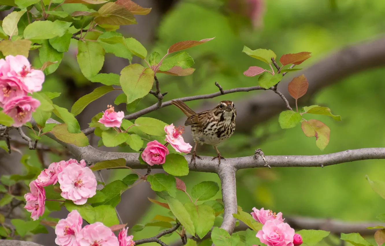 Фото обои цветы, ветки, дерево, птица, обыкновенная воробьиная овсянка