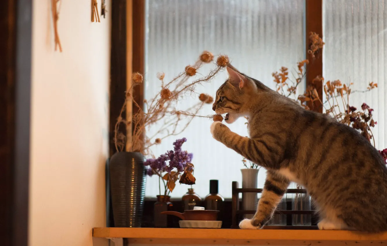 Фото обои кошка, кот, игра, букет, окно, подоконник