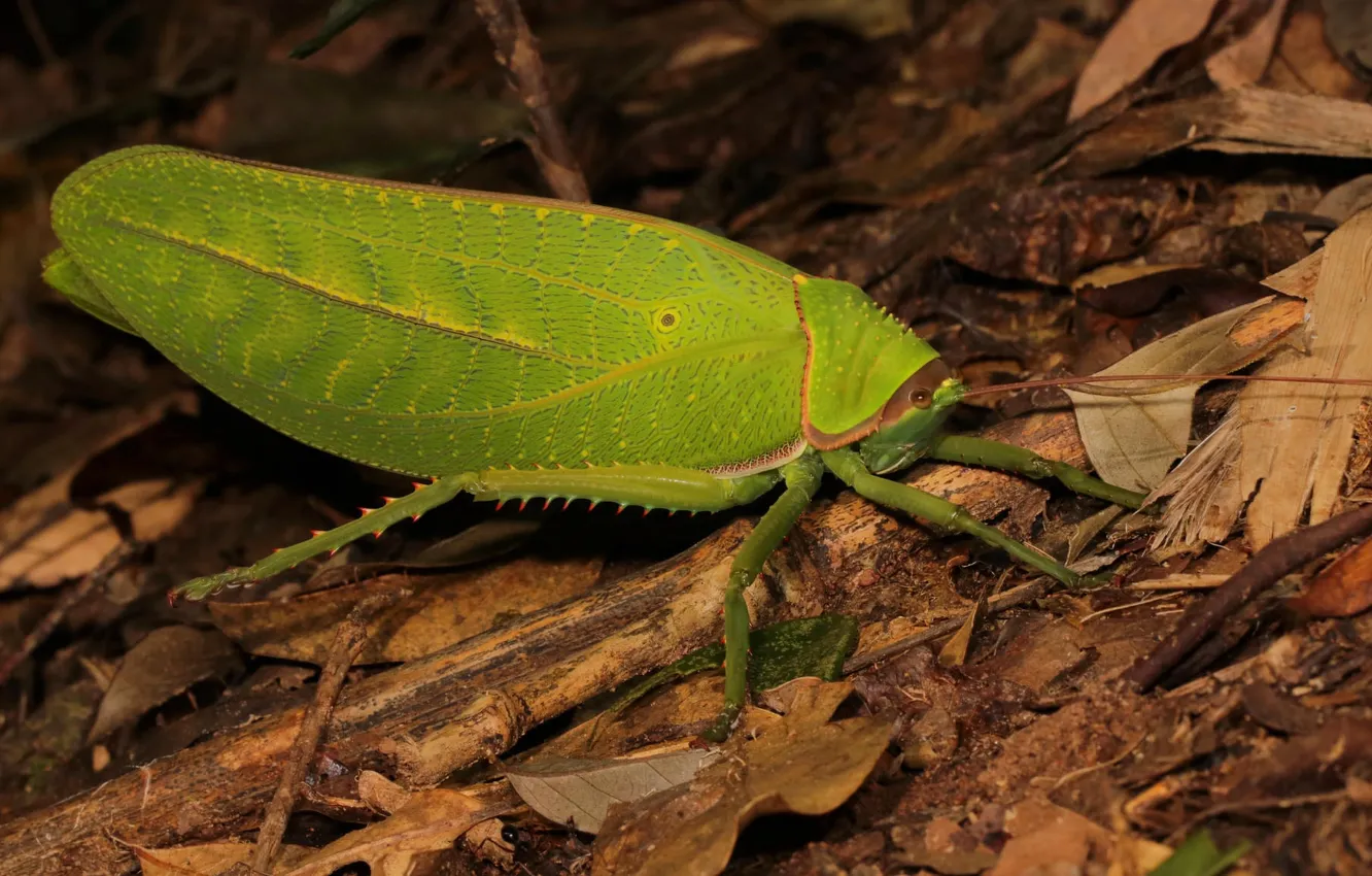 Pseudophyllus Titan