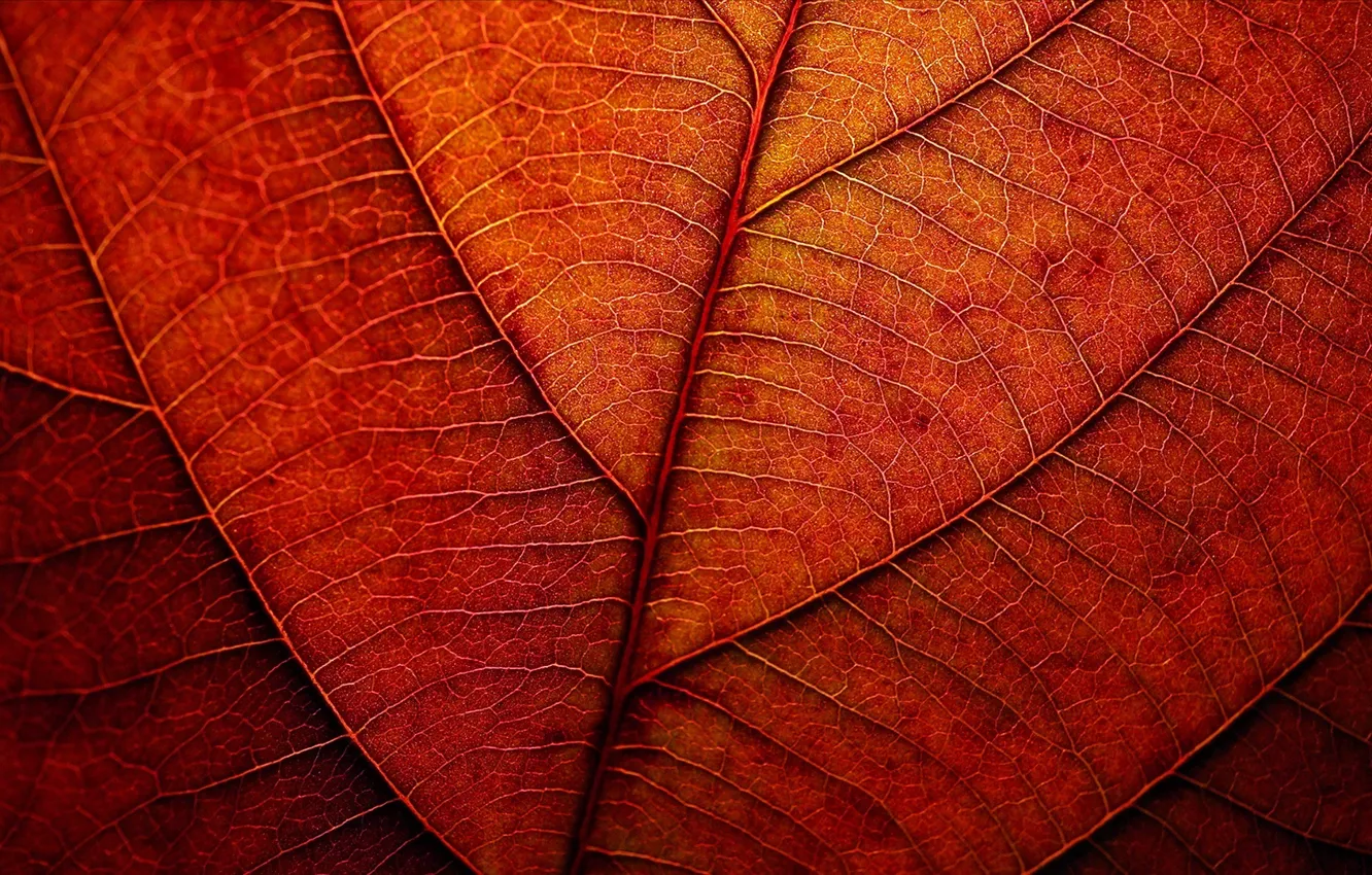 Фото обои осень, лист, текстура, рыжий
