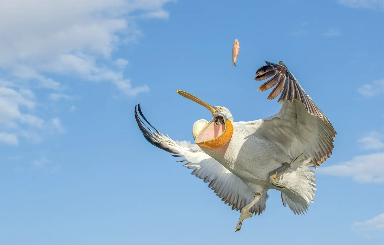 Фото обои небо, птица, крылья, рыбка, пеликан