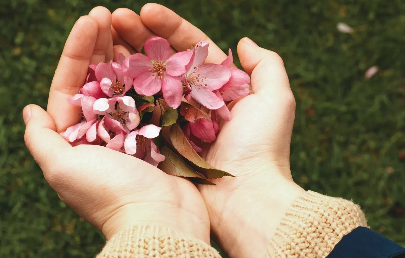 Фото обои цветы, руки, яблоня
