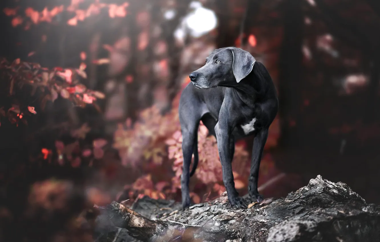 Фото обои осень, взгляд, поза, собака, черная, пёс, веймаранер