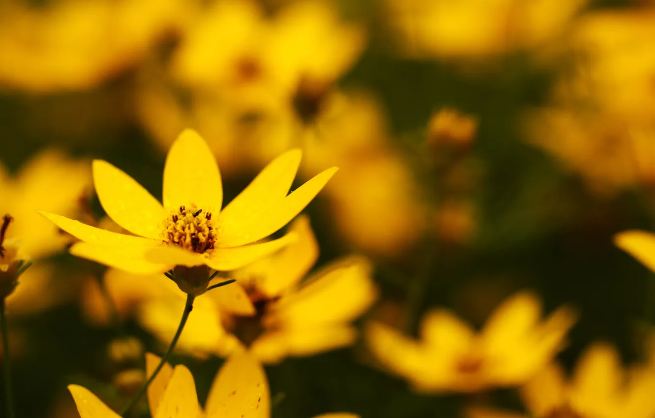 Фото обои цветок, лето, макро, желтый, поляна, лепестки, размытость, яркость