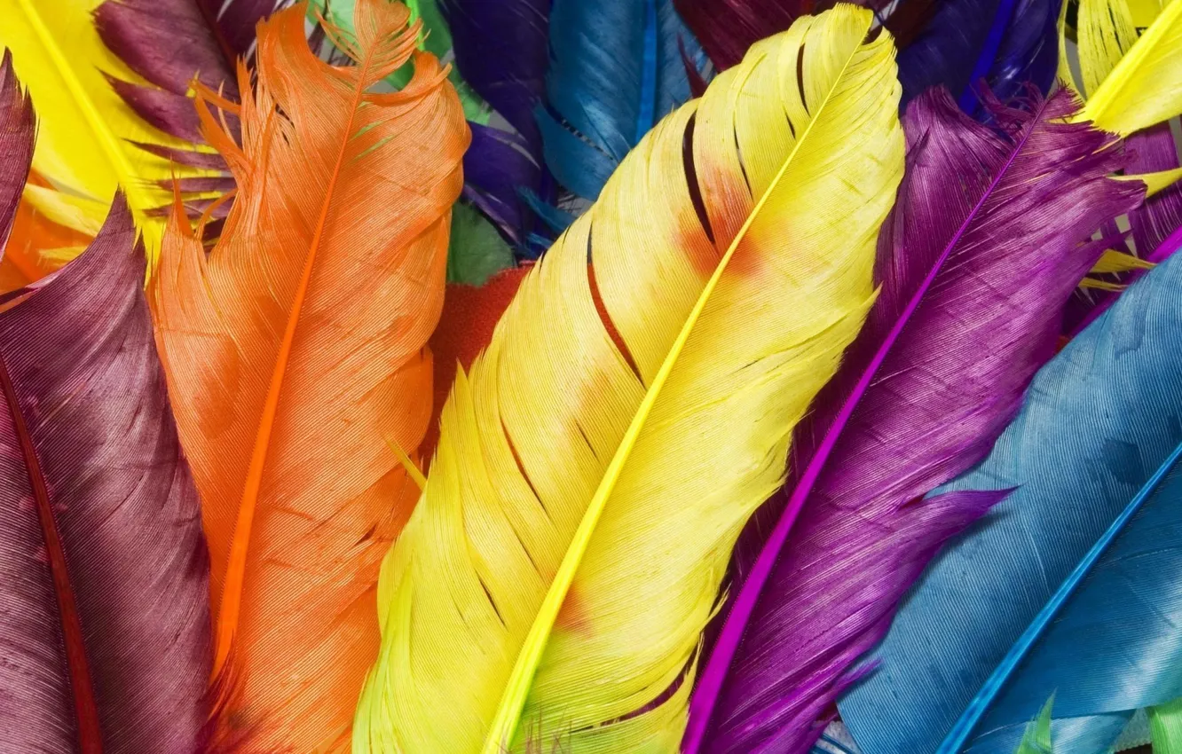 Фото обои птицы, перья, разноцветные перышки